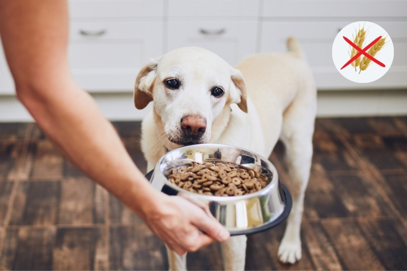 pienso sin cereales para perro